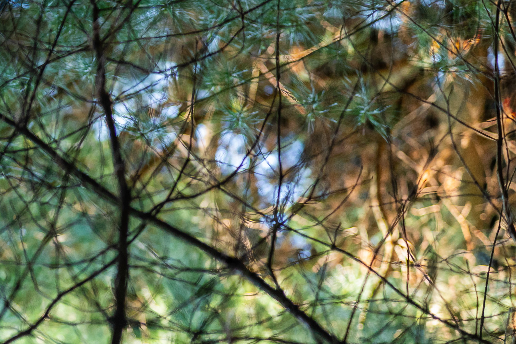 Fragmented Dream